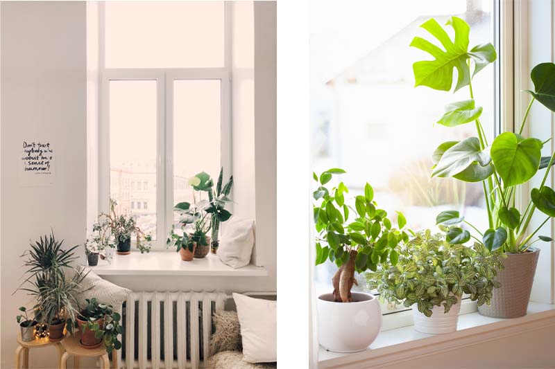 vensterbank met planten