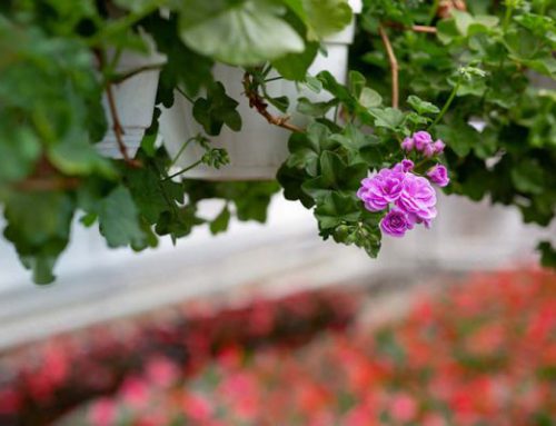 5 Tips voor een kleurrijke tuin!
