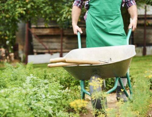 4 stappen om de tuin lente proof te maken