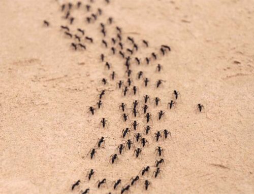 Wat te doen tegen mieren? – De ultieme gids