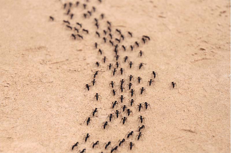 wat te doen tegen mieren